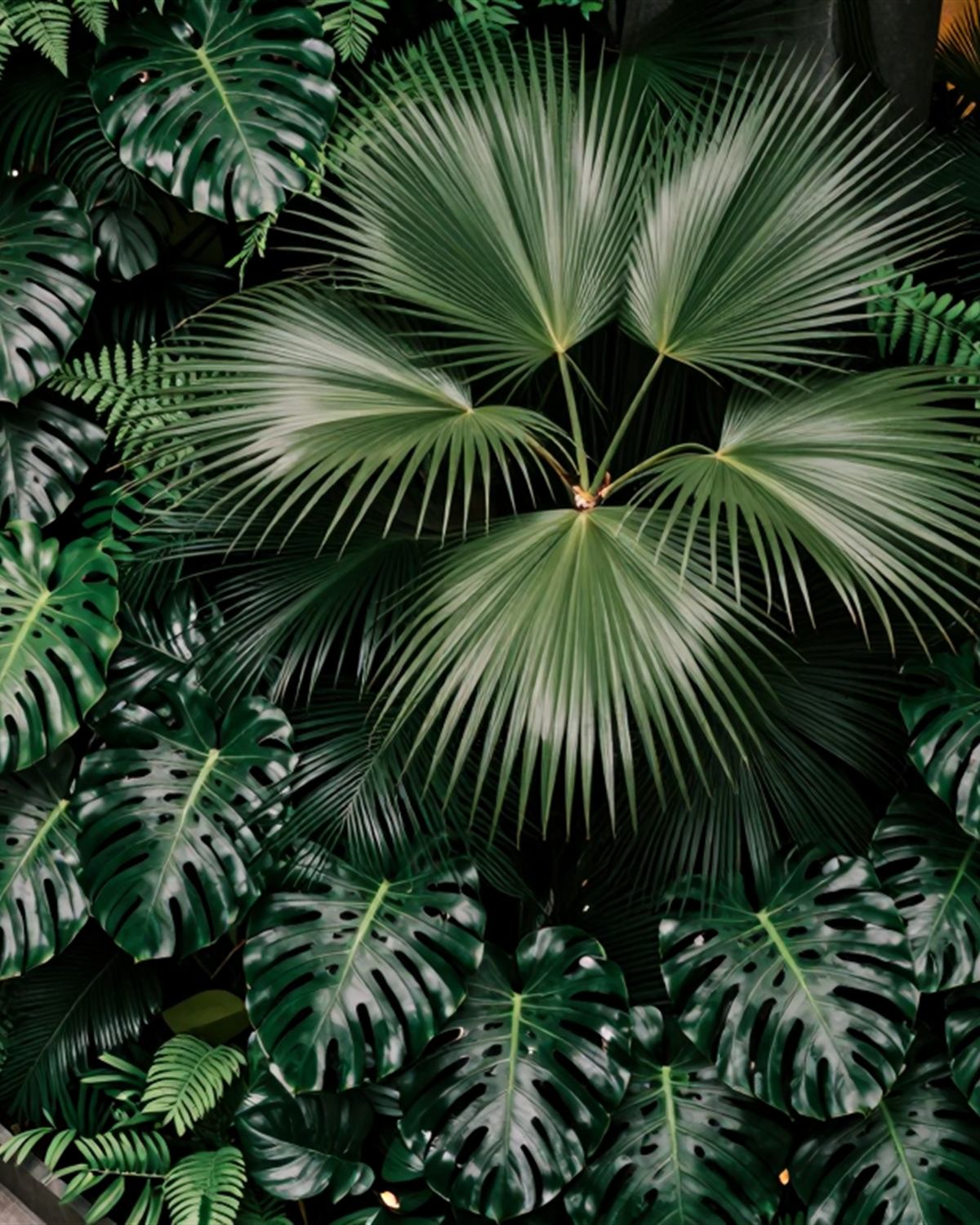 Dense tropical planting inside a commercial building lobby, seen from above